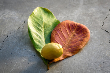 Indian almond fresh nut with green and red leaves