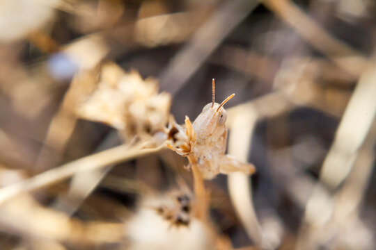 Small brown planthopper
