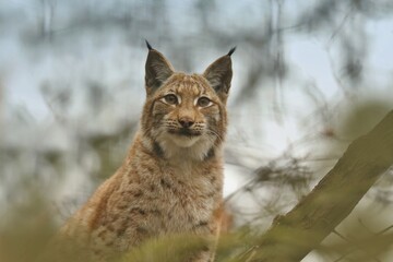 Portrait of a young  lynx in the  nature habitat.  Wildlife scene from Europe. Wild cat in the nature forest habitat.
