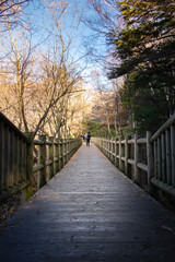 Fototapeta na wymiar Wooden bridge into the forest in fall season at kamikochi national park in Japan