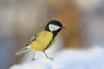 Great tit sitting in the snow. Wildlife scene from nature. Song bird in the winter. Parus major.