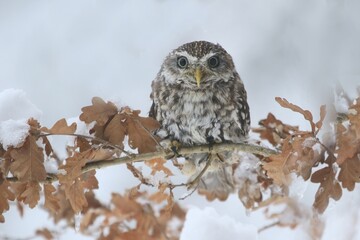 little owl in snow, little owl in winter, little owl in winter forest. Athene noctua. Wildlife scene from nature. Owl in the nature habitat.