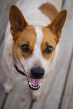 Cow dog looks up at camera as if smiling