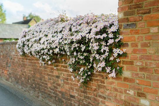 Beautiful clematis in flower on an old brick wall