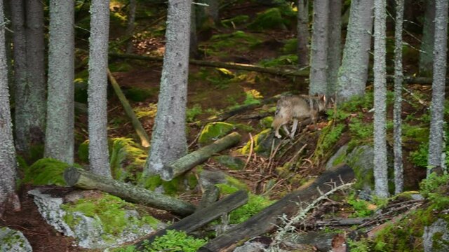 Eurasian wolf&nbsp;(Canis lupus lupus) walking on the forest. Sumava National Park,  Czech Republic