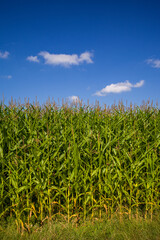 ein Maisfeld vor blauem Himmel