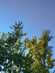trees and sky, green and yellow, the beginning of the autumn