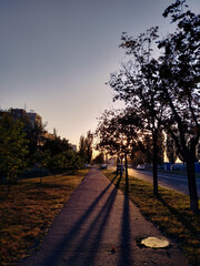 sunset in the park, golden light, shadows 
