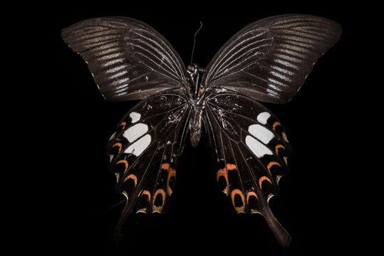 butterfly (Papilio helenus) on black