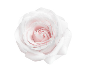 Light pink fresh rose flower with water dropds top view isolated on white background , clipping path