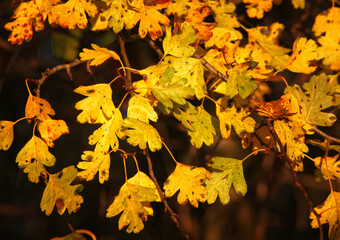 Herrliche Herbst Stimmung im Eichen Hochwald mit Sonnenlicht das durch die Buchen Bäume fällt und...