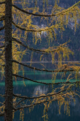 Blick auf den blauen Eibsee bei Garmischpartenkirchen in Bayern mit einer goldenen Föhre im Vordergrund und Bergen im Hintergrund.