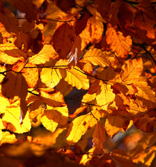 Naklejka na ściany i meble Herrliche Herbst Stimmung im Hochwald mit Sonnenlicht das durch die Buchen Bäume fällt und die Blätter golden erstrahlen lässt.