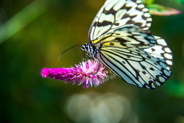 Fototapeta na wymiar 紫の花に停まる蝶