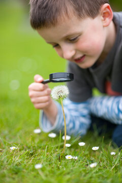 young child examining a dandelion with a magnifying glass