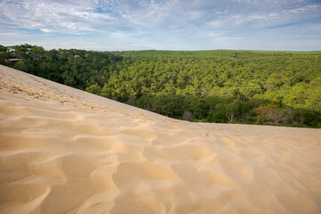 Forest of Maritime pine tree, Pinus pinaster, next to the Dune of Pilat, France