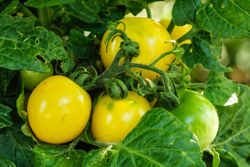 Kleine gelbe und grüne noch unreife Mini-Tomaten an eine, Tomaten-Strauch im Gemüsegarten