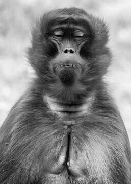 Mother baboon
