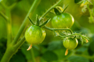 Drei kleine grüne Mini-Tomaten an der Rispe einer Tomatenpflanze im Garten (Nahaufnahme)