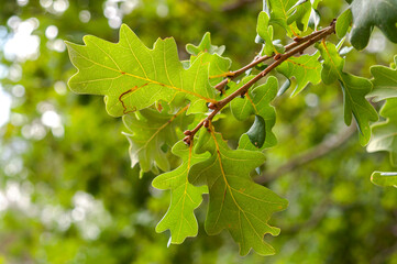 Leaves of Common Oak, Quercus robur. Photo taken in Mimizan, The Landes Department, France