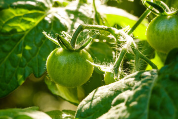 Makro / Datail einer grünen Mini-Tomate an einer Rispe im eigenen Gemüse-Garten