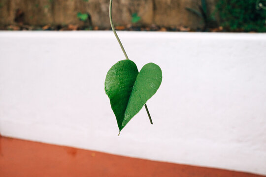 Heart shaped leaf of a vine against a white background