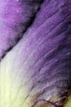 detail of Iris germanica flower