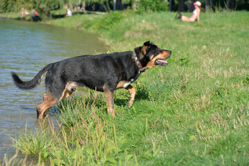 the dog is happy to swim in the lake for sticks in the summer on a hot day.