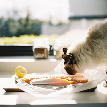 A birma kat smells a fresh salmon on a board ready to be cooked