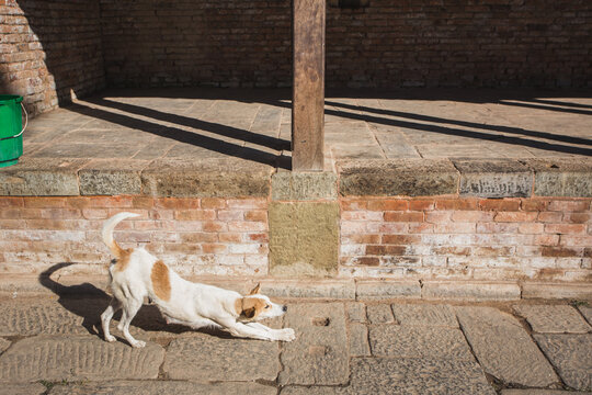 dog in Changu Narayan Temple,the oldest Hindu temple in Nepal