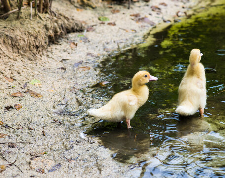 Yellow chicks entering a pond