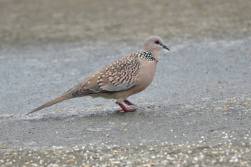 Obraz premium the beautiful brown color dove bird on the stair.