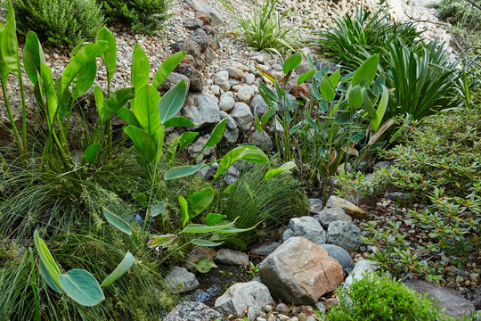 Drought resistant landscaping in California