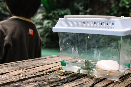 Little green turtle looking for someone to help him to get out of plastic enclosure
