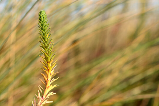 golden wheat field