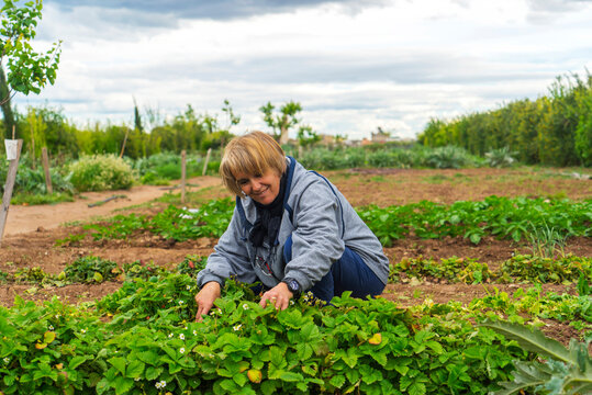 Woman harvesting strawberries