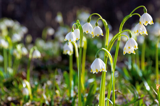 bunch of snowflake flowers on the forest glade. spring nature background on a sunny day