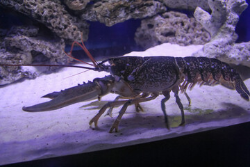 lobster on the beach