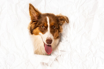 Australian Shepherd dog photographed in  a paper hole