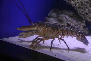 lobster on the beach