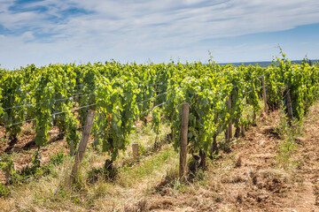 Fototapeta na wymiar View of in the vineyard in Burgundy home of pinot noir and chardonnay in summer day with blue sky