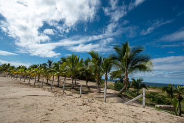 Fototapeta premium palm trees on the beach blue sky