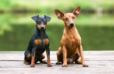 Sable brown and black and tan miniature pinscher portrait on summer time.  German miniature...
