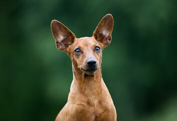 Sable brown miniature pinscher portrait on summer time with green background. German miniature...