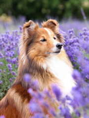 Cute, fluffy sable white shetland sheepdog, little sheltie sitting outside on summer time in...