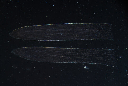 Typical plant cell of root tip, micrograph