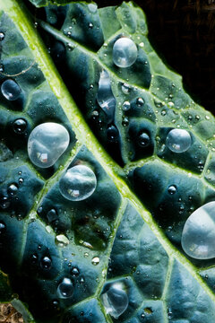 Kale on Burlap in Closeup with Water Drops