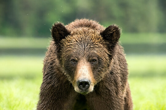 Closeup of a Grizzly Bear in the Khutzeymateen Grizzly Bear Sanctuary, Canada
