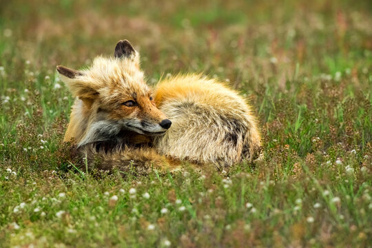 Closeup Of A Red Fox In A Field In The San Juan Islands, Washington, The US