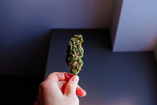 A marijuana bud being held against a dark background.